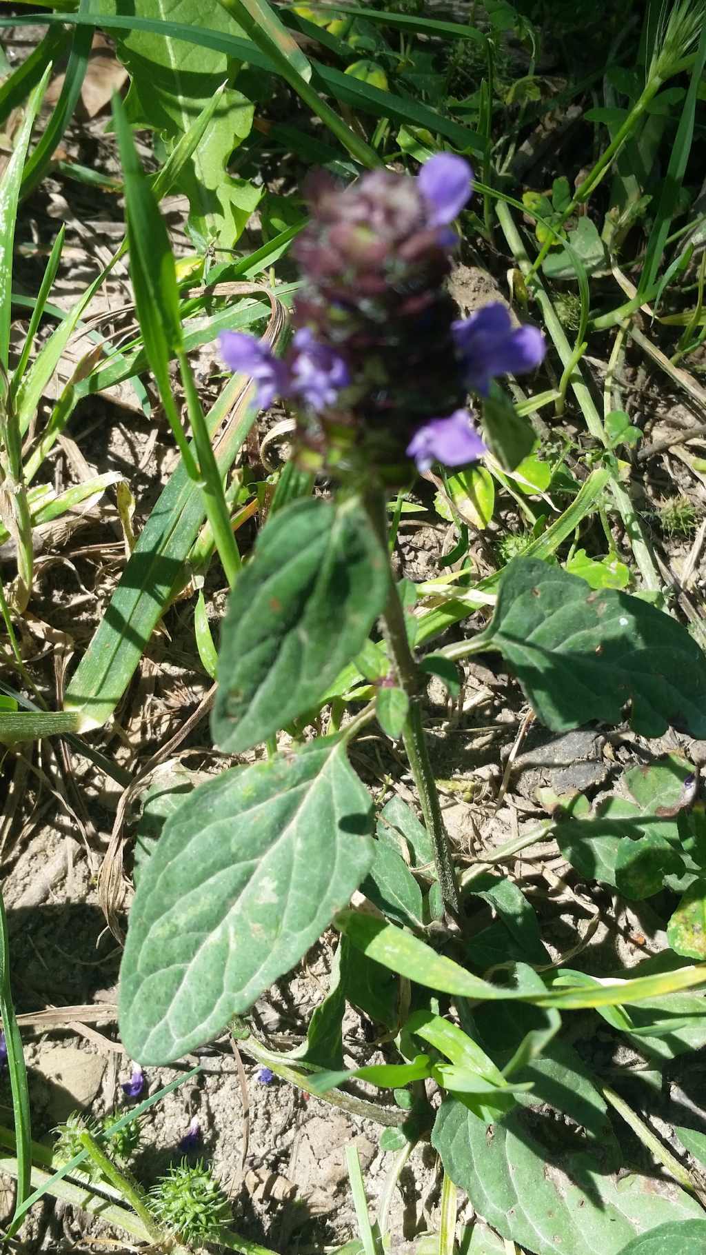 Prunella vulgaris (Lamiaceae)