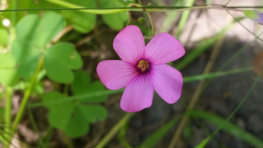 Oxalis articulata (Oxalidaceae)