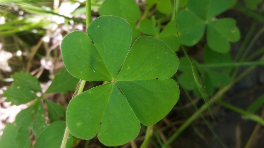 Oxalis articulata (Oxalidaceae)