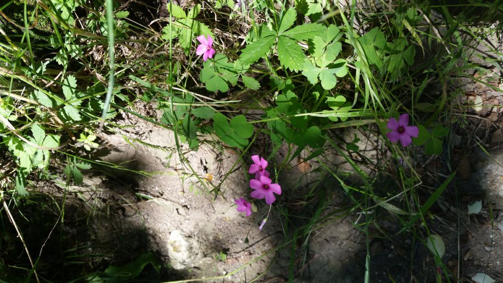 Oxalis articulata (Oxalidaceae)