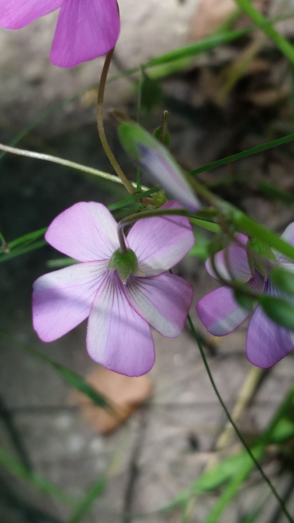 Oxalis articulata (Oxalidaceae)