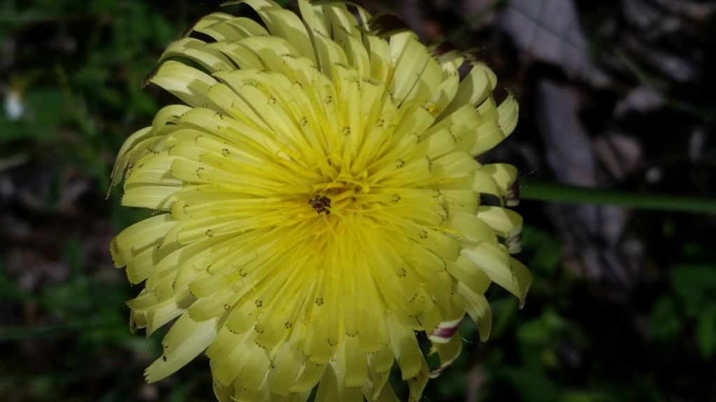 Urospermum dalechampii (Asteraceae)