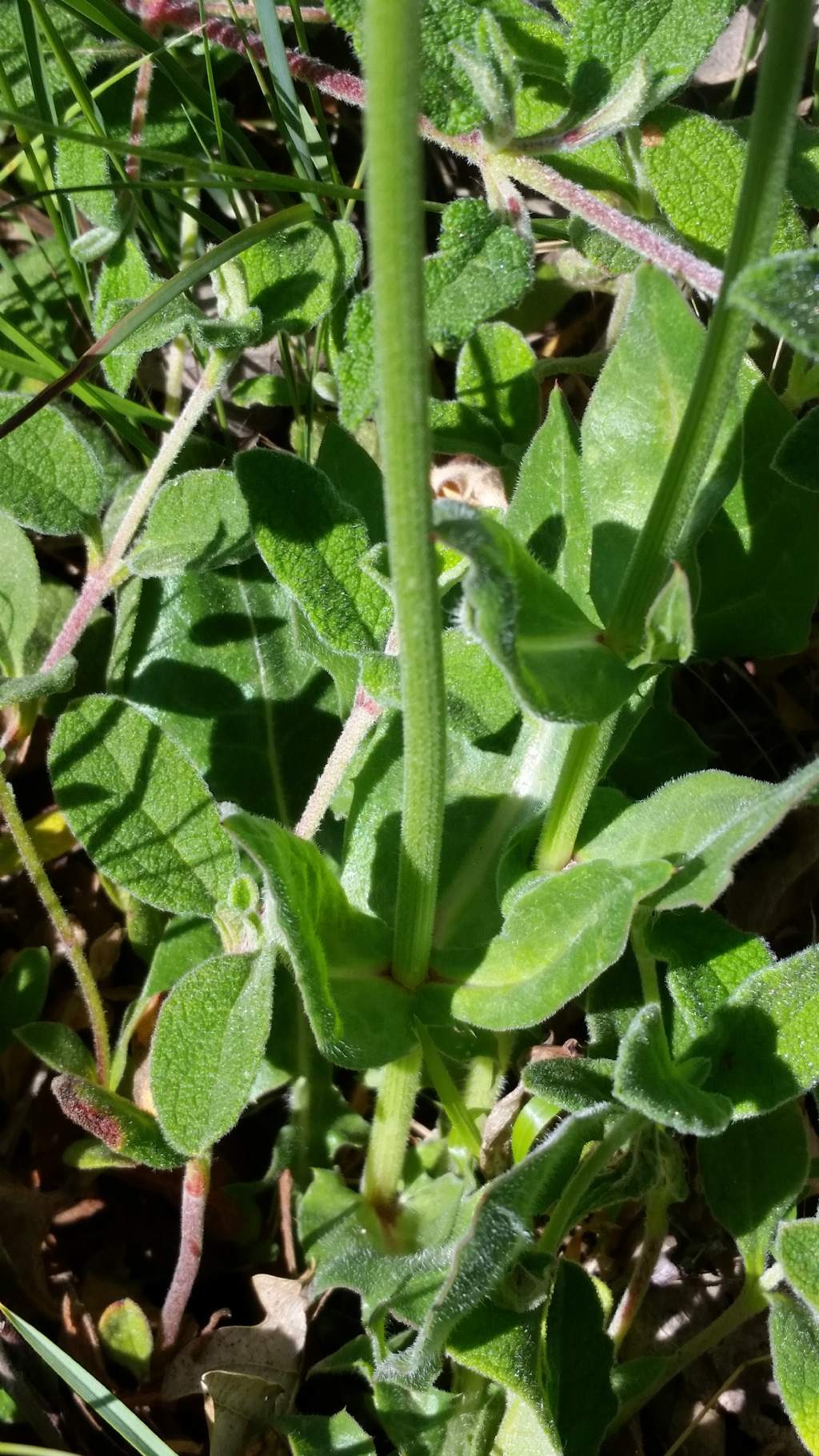 Urospermum dalechampii (Asteraceae)