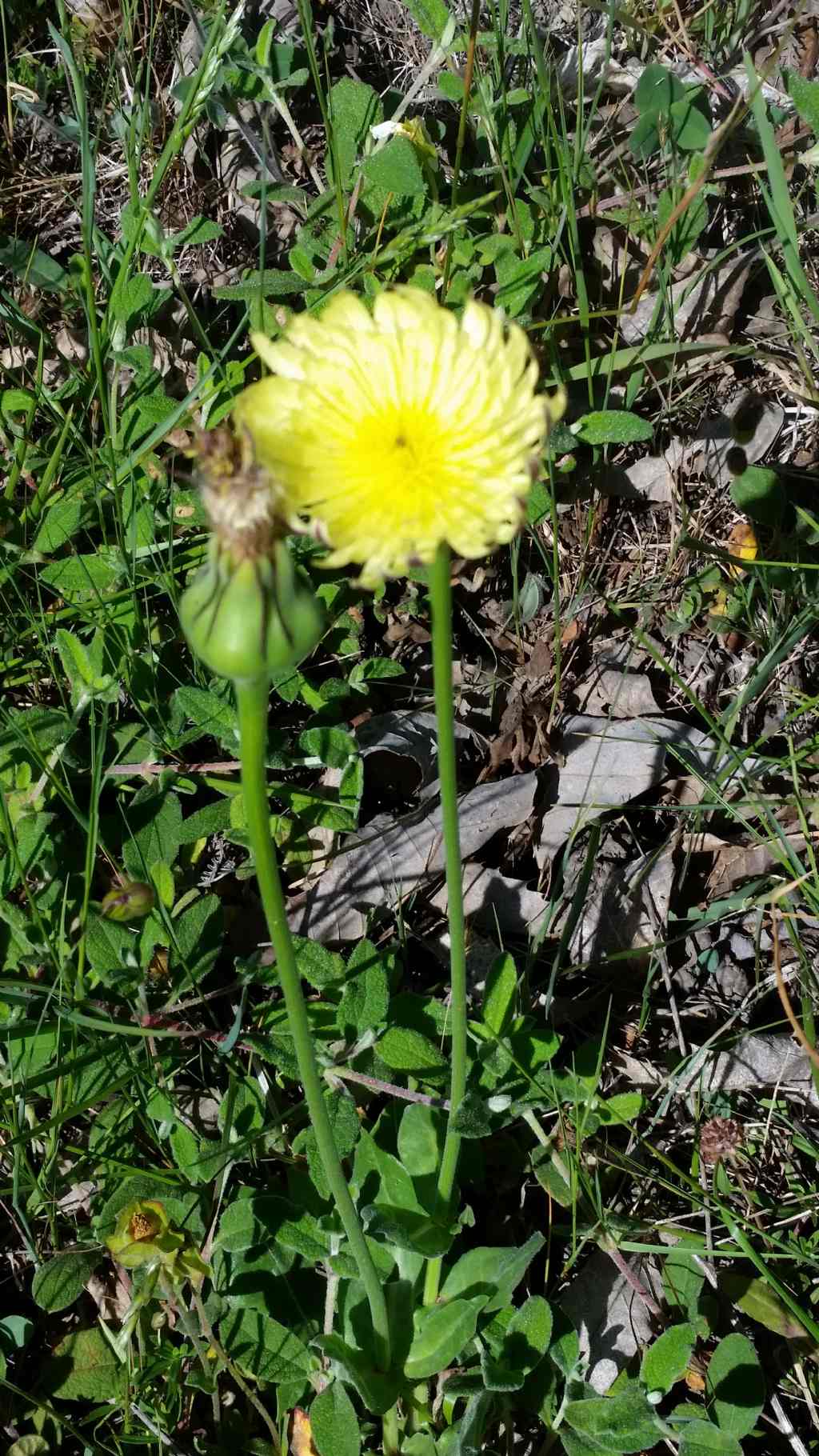 Urospermum dalechampii (Asteraceae)