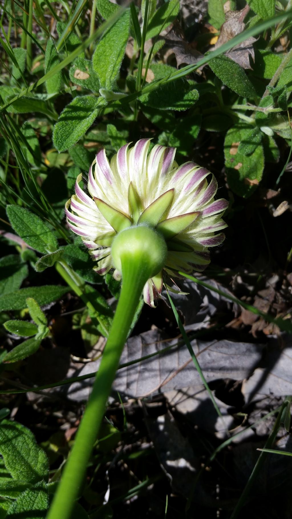 Urospermum dalechampii (Asteraceae)