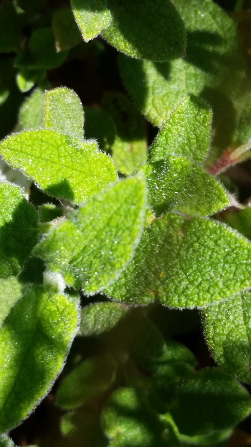 Cistus salvifolius (Cistaceae)