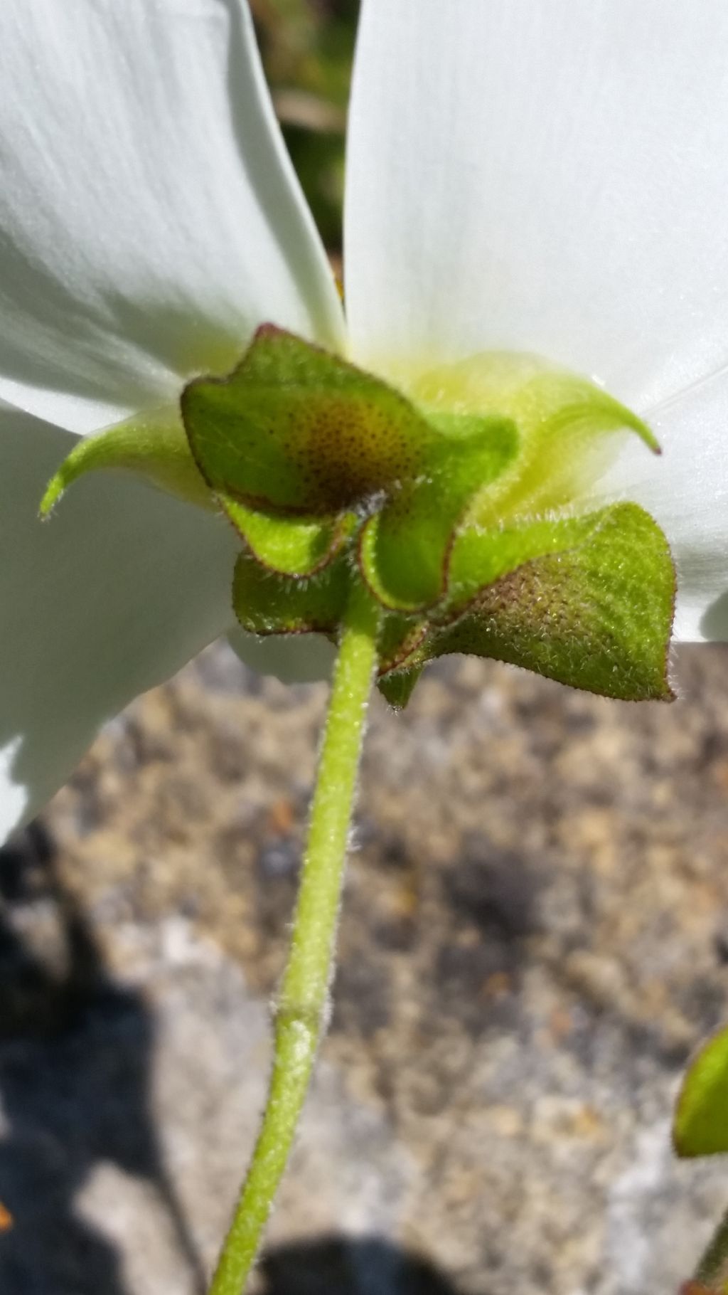 Cistus salvifolius (Cistaceae)