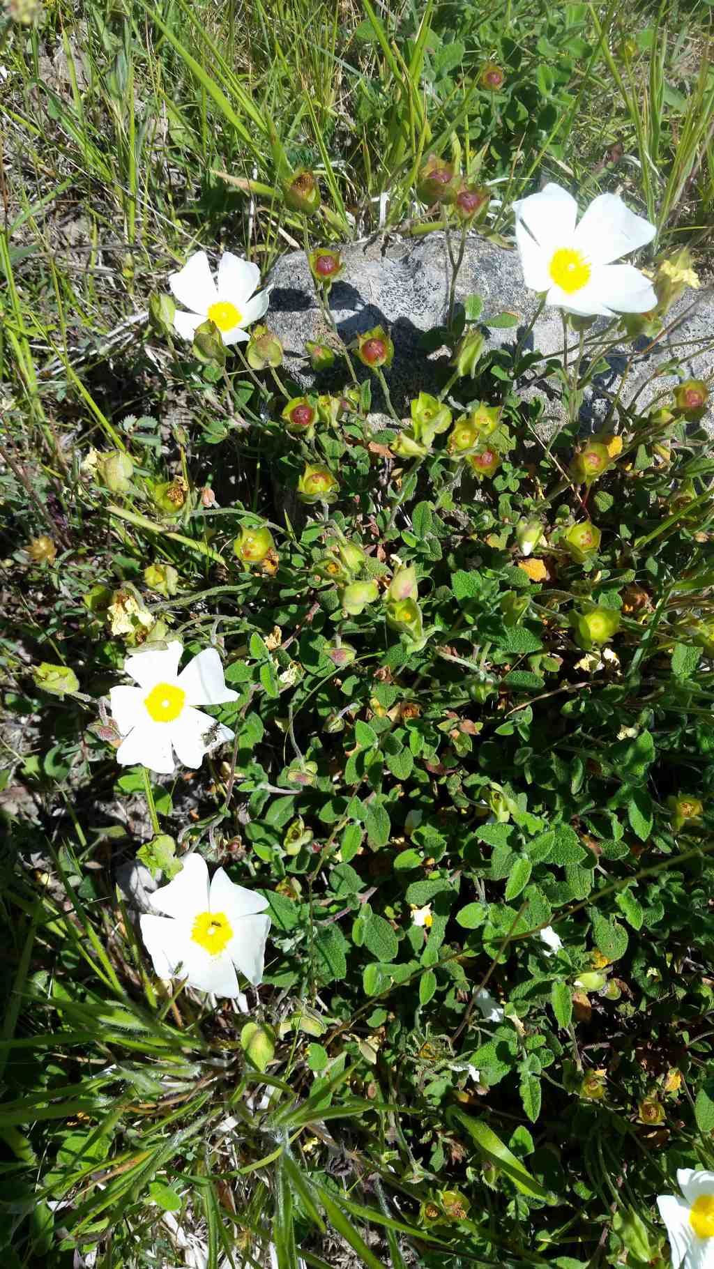 Cistus salvifolius (Cistaceae)