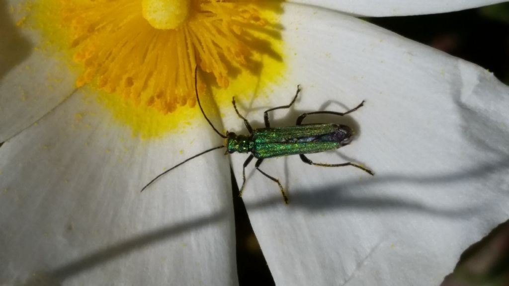 Oedemera nobilis, femmina - Oedemeridae