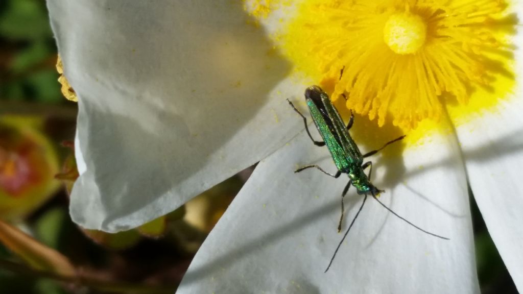 Oedemera nobilis, femmina - Oedemeridae