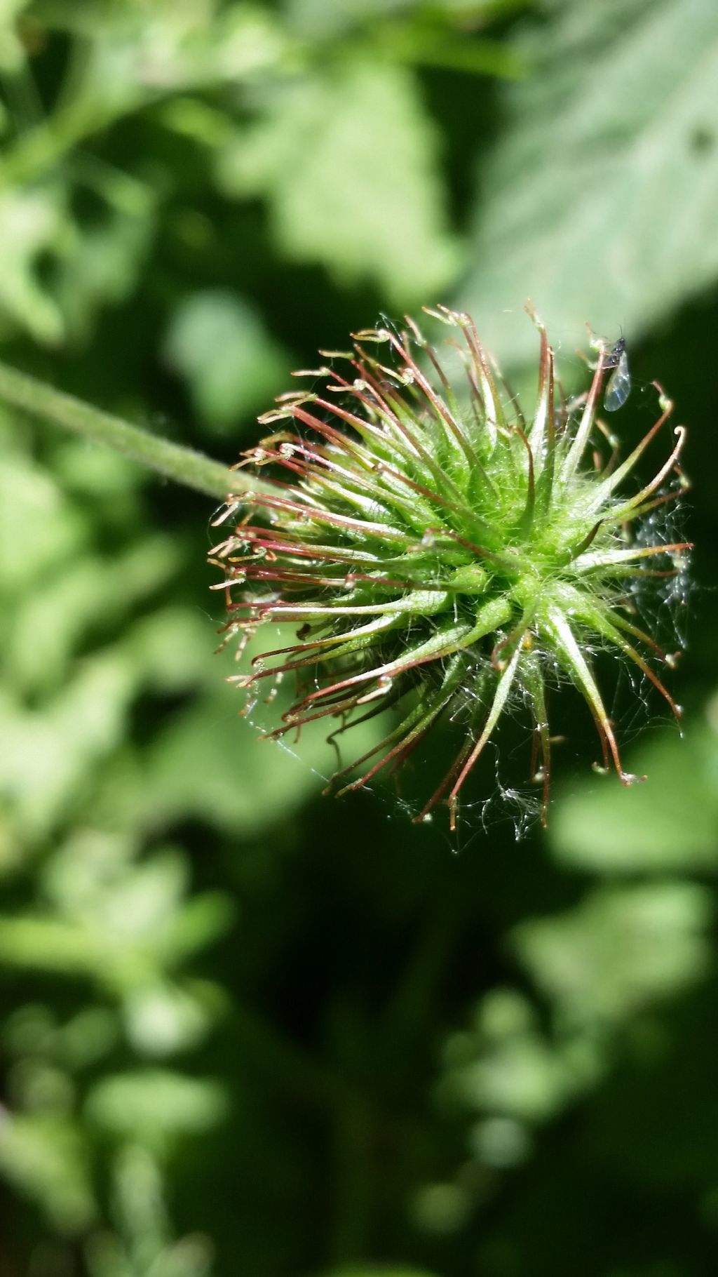 Geum urbanum (Rosaceae)