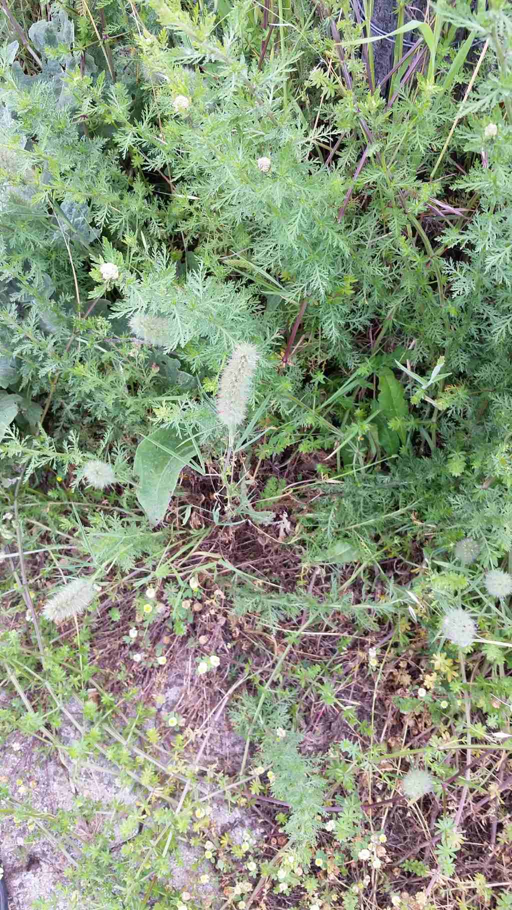 Trifolium angustifolium (Fabaceae)