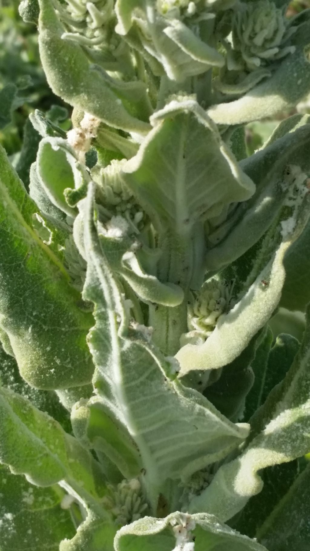 Verbascum pulverulentum (Lamiales - Scrophulariaceae)