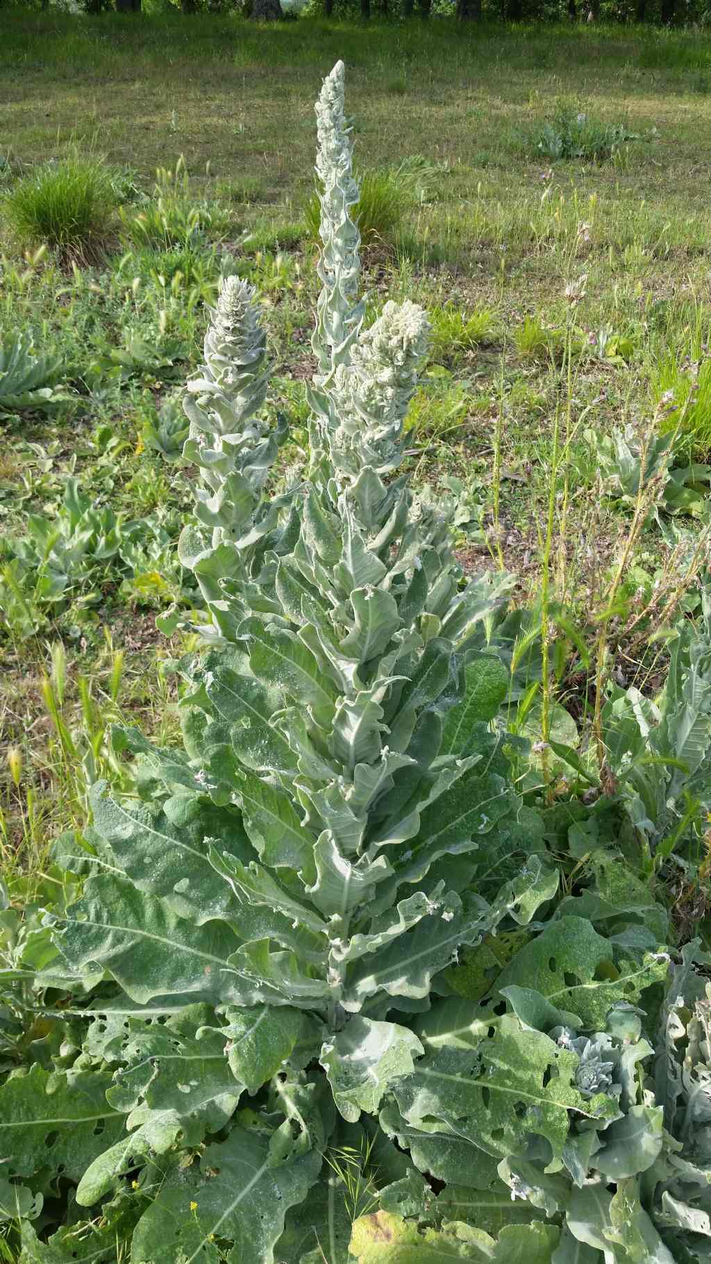 Verbascum pulverulentum (Lamiales - Scrophulariaceae)