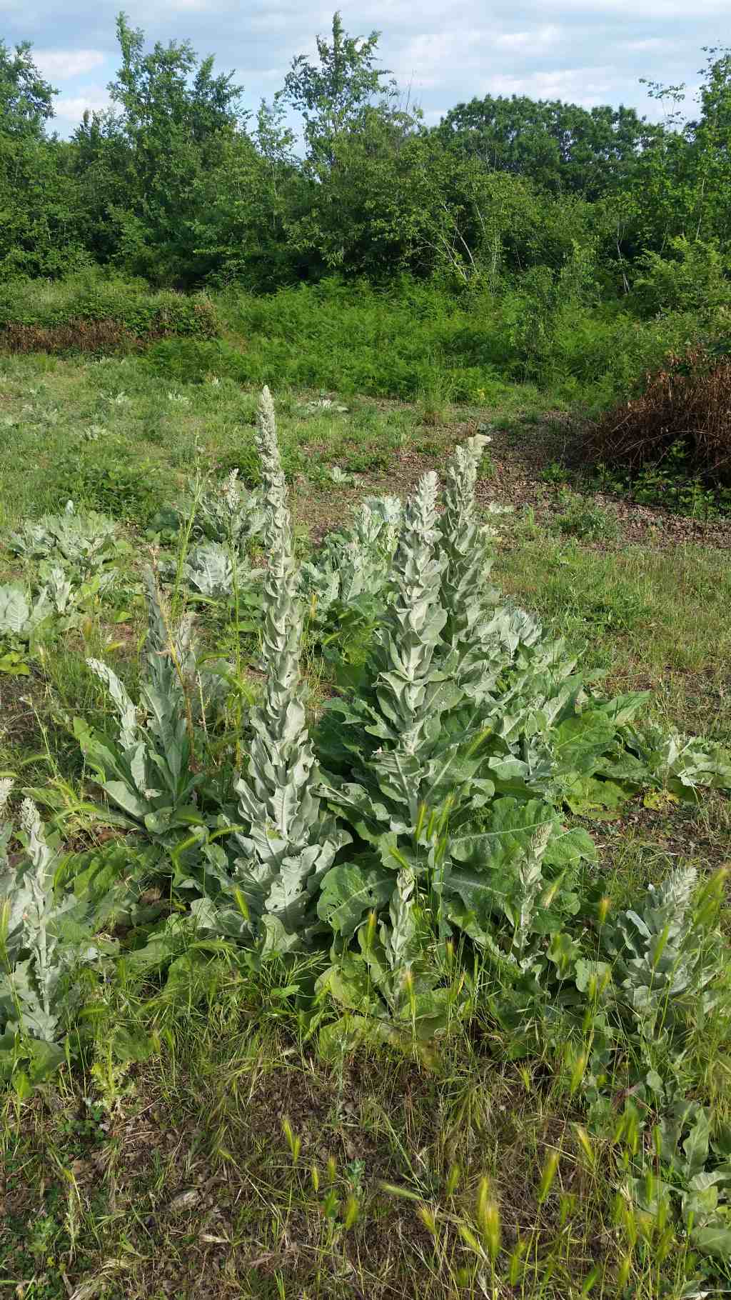 Verbascum pulverulentum (Lamiales - Scrophulariaceae)