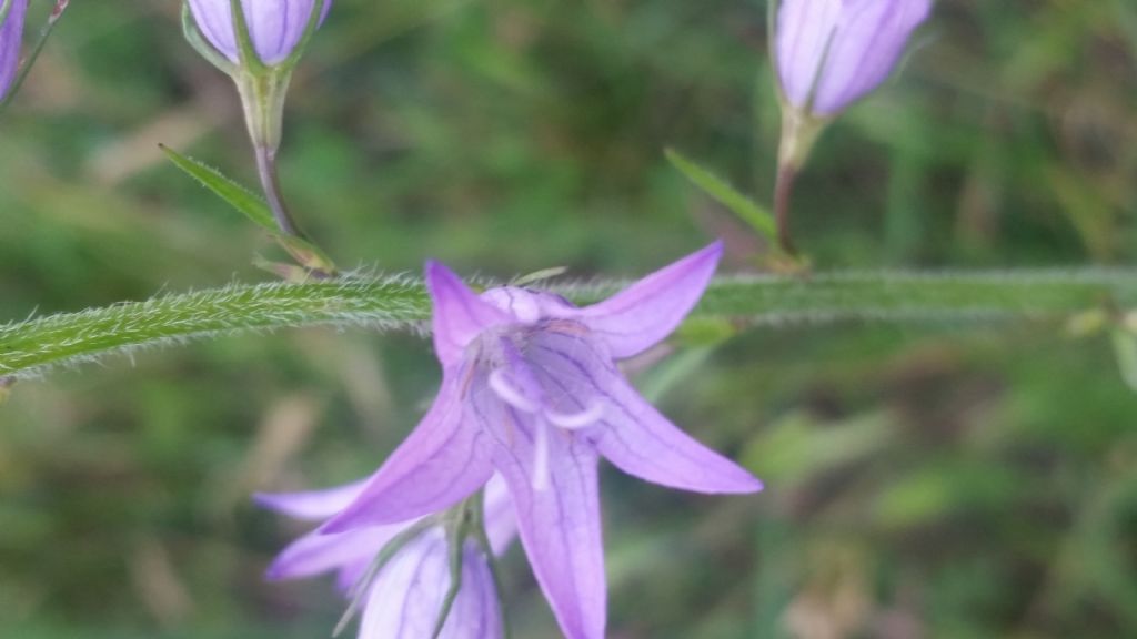 Campanula rapunculus (Campanulaceae)