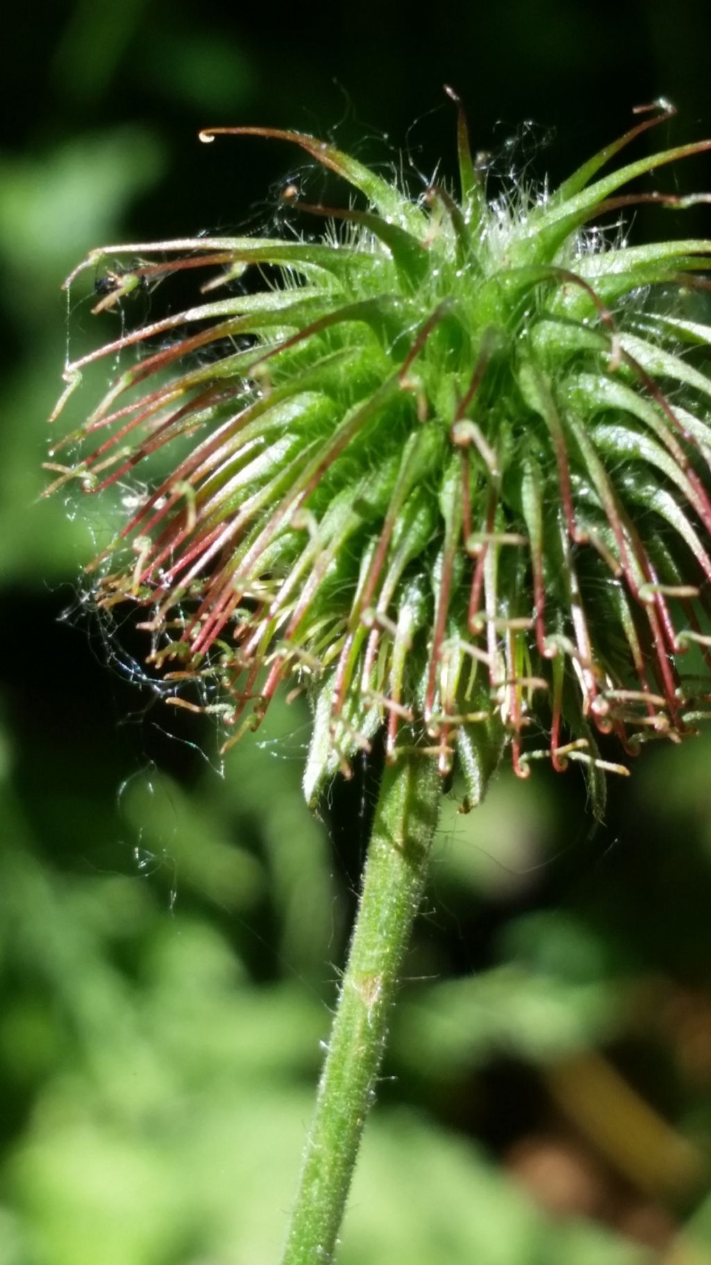 Geum urbanum (Rosaceae)