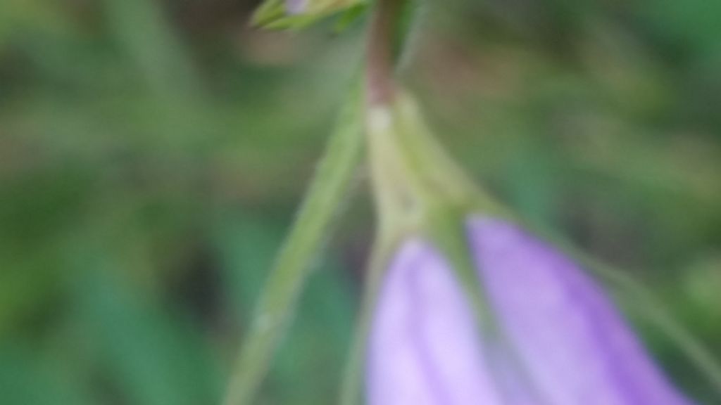 Campanula rapunculus (Campanulaceae)