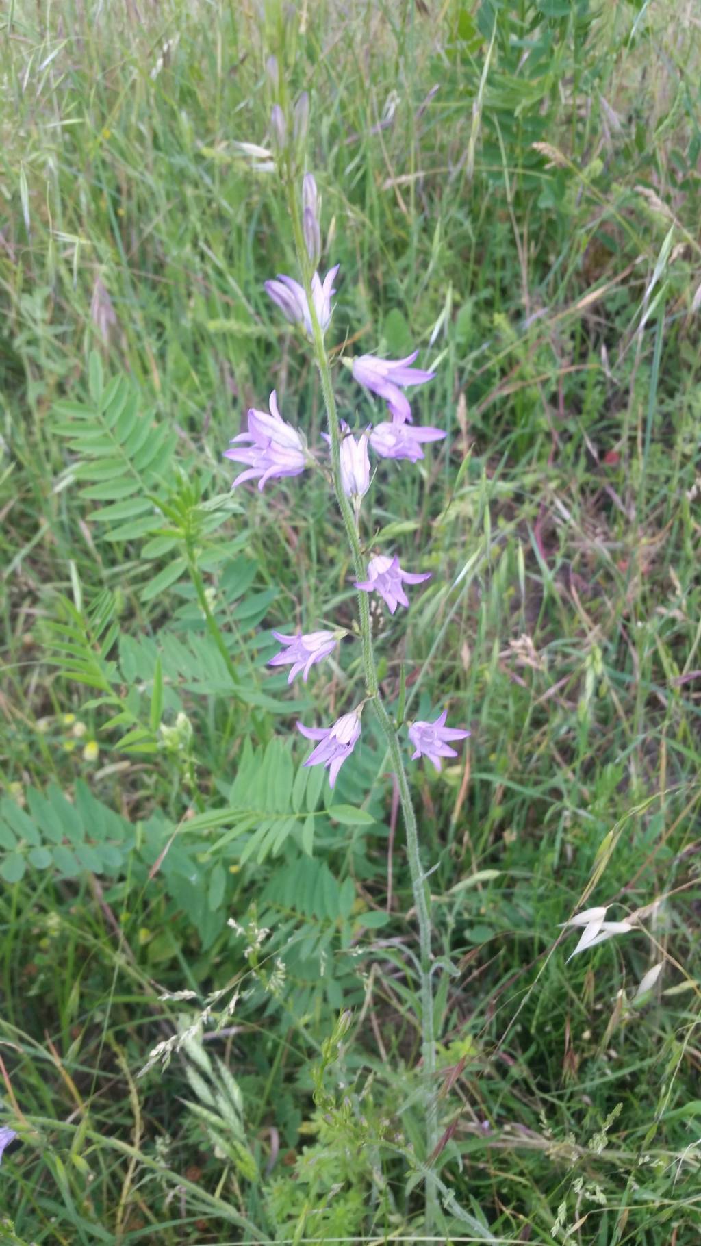 Campanula rapunculus (Campanulaceae)