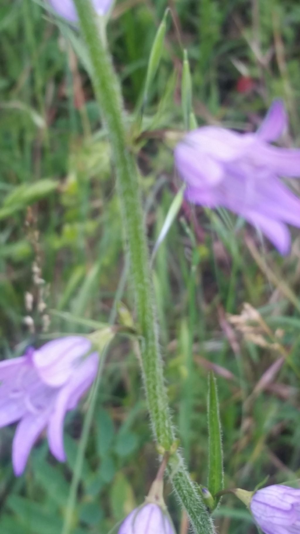 Campanula rapunculus (Campanulaceae)