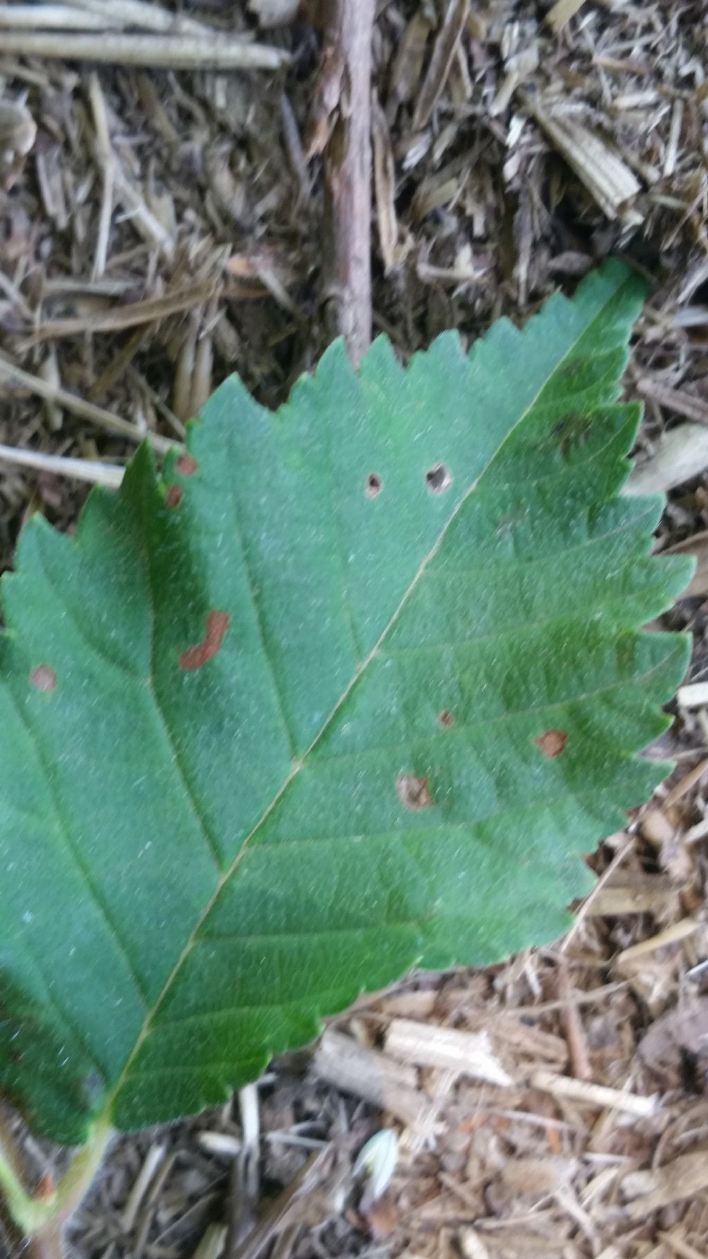 Galla di Tetraneura ulmi (Aphididae)