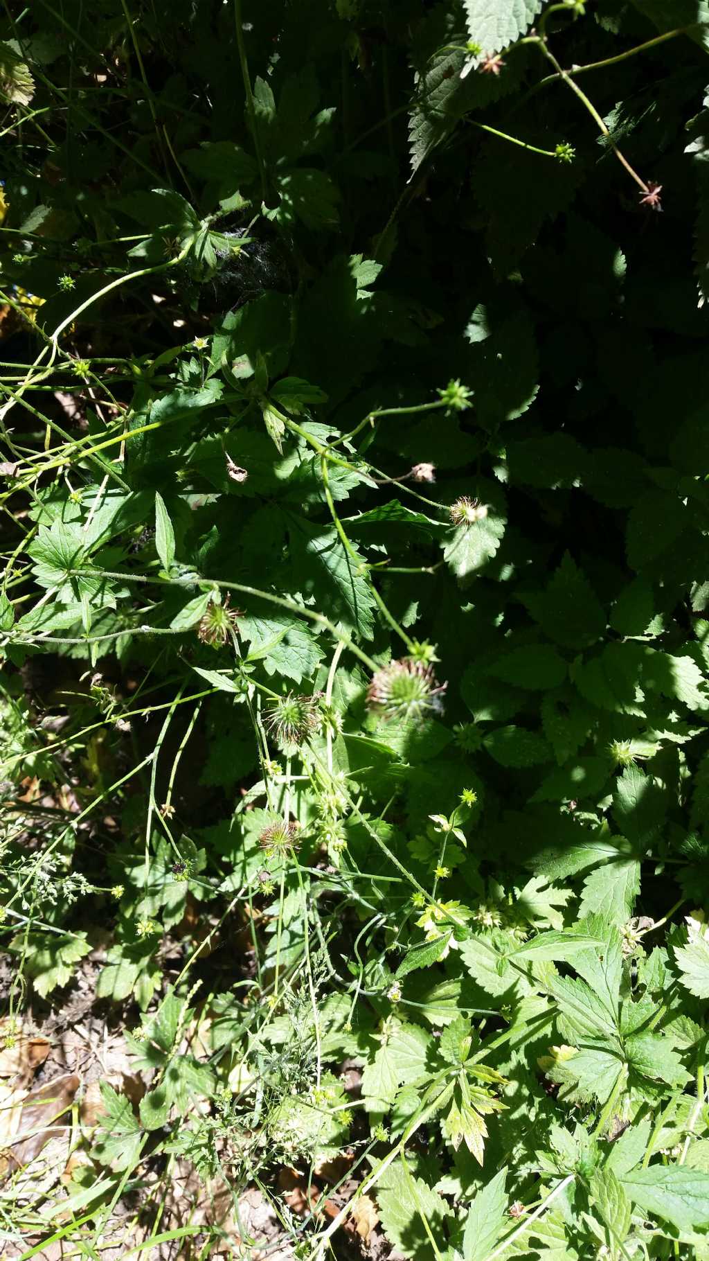 Geum urbanum (Rosaceae)