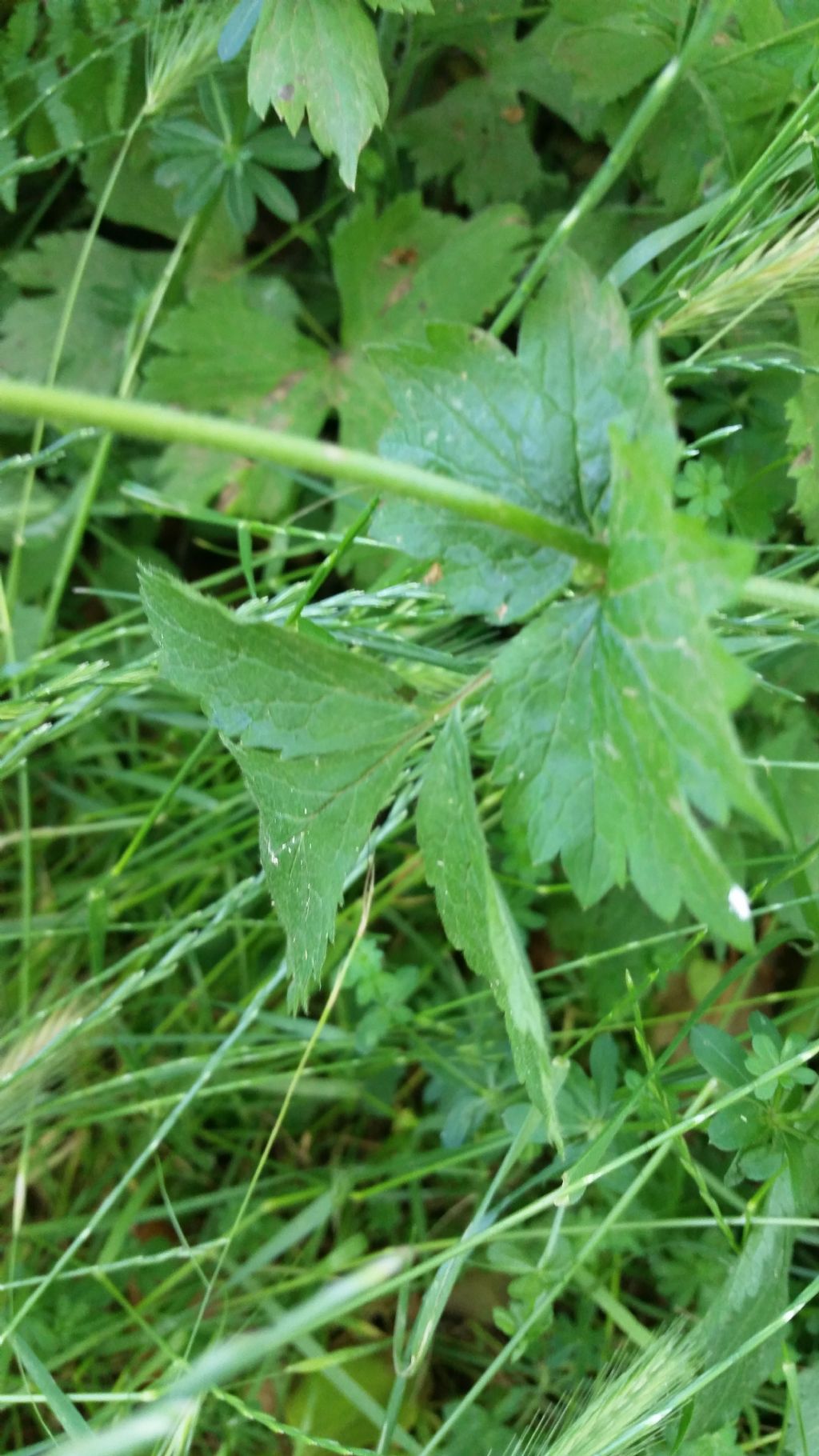 Geum urbanum (Rosaceae)