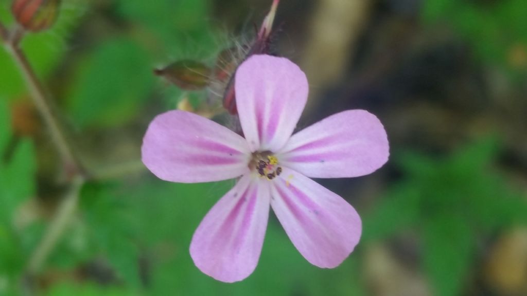 Geranium robertianum (Geraniaceae)