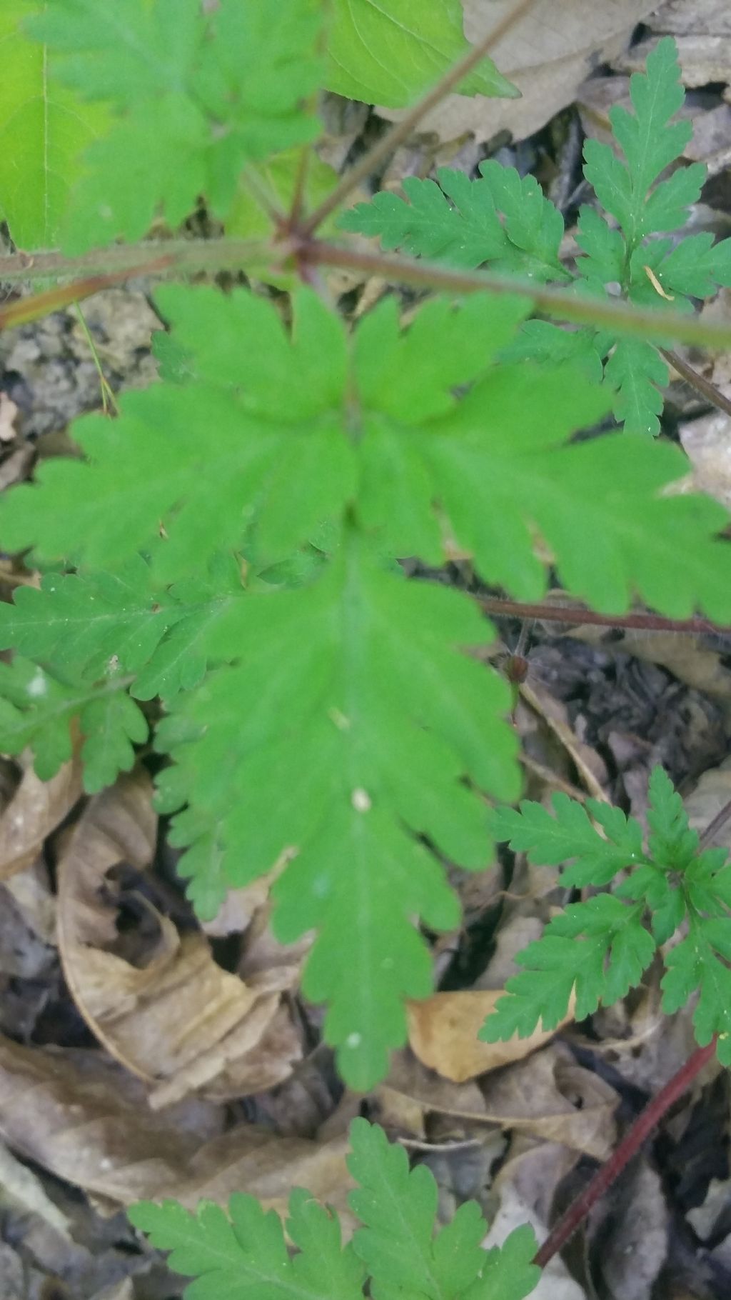 Geranium robertianum (Geraniaceae)