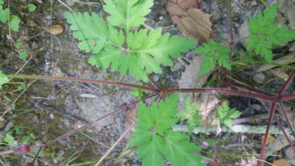 Geranium robertianum (Geraniaceae)