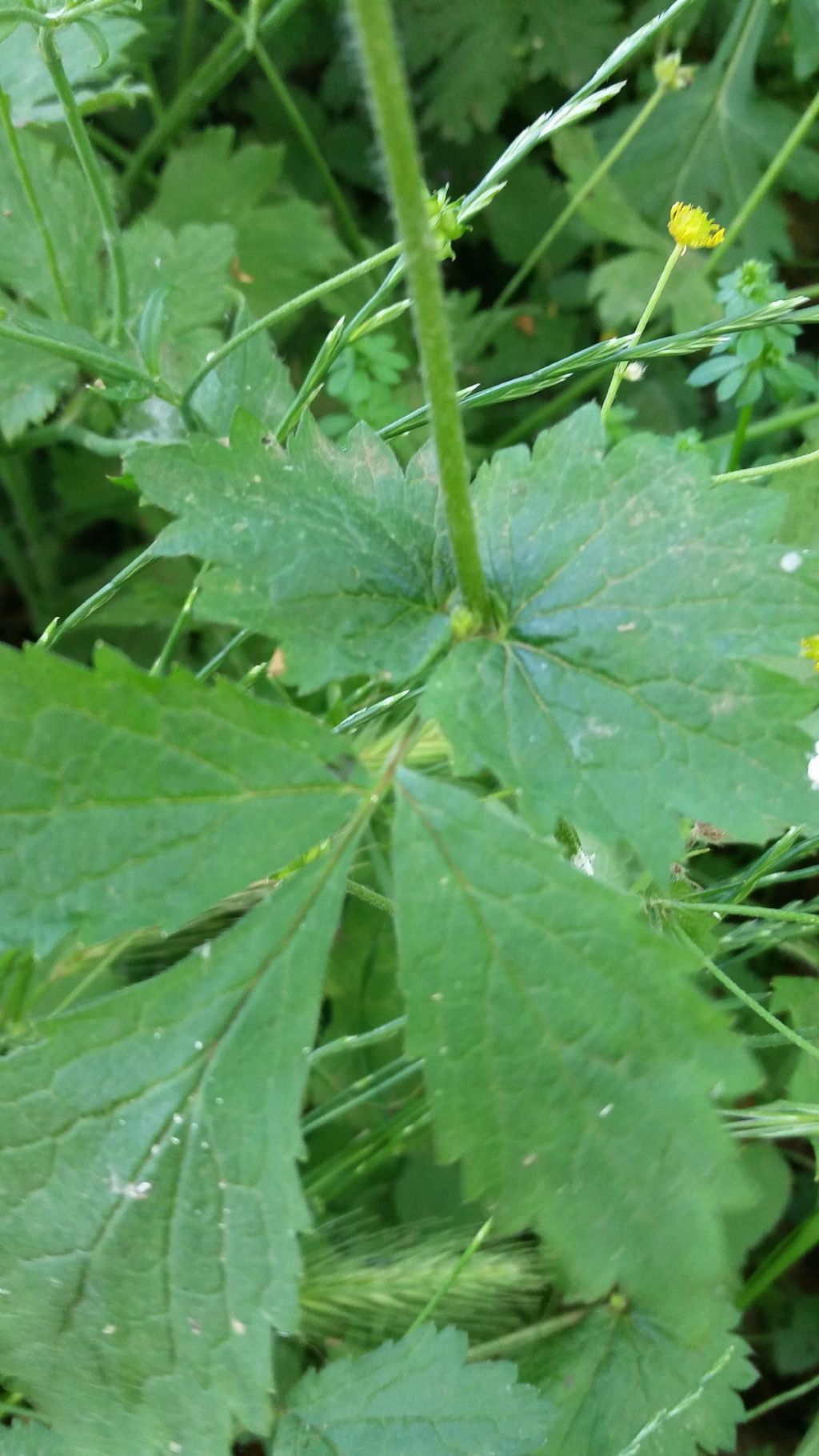 Geum urbanum (Rosaceae)