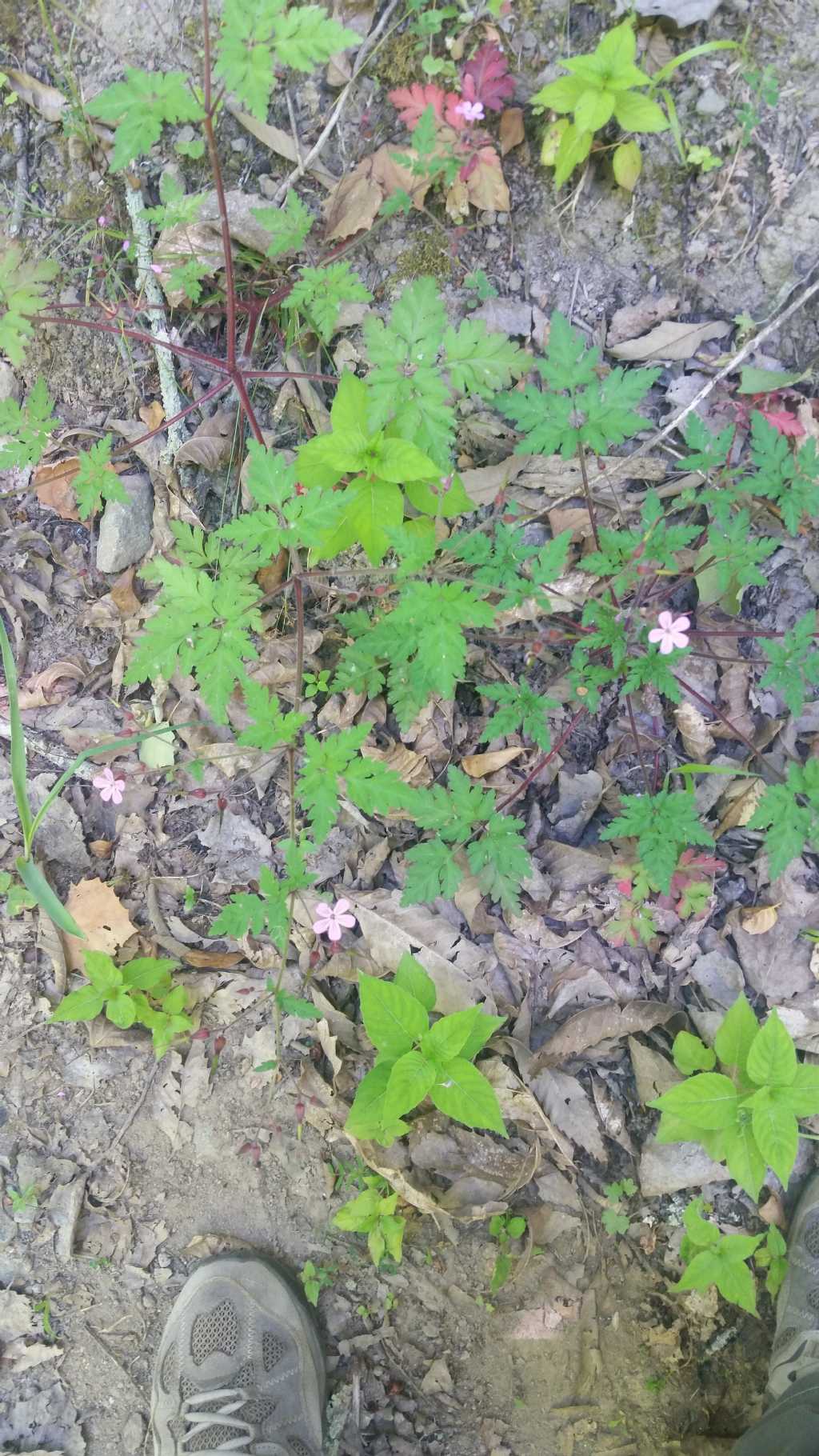 Geranium robertianum (Geraniaceae)