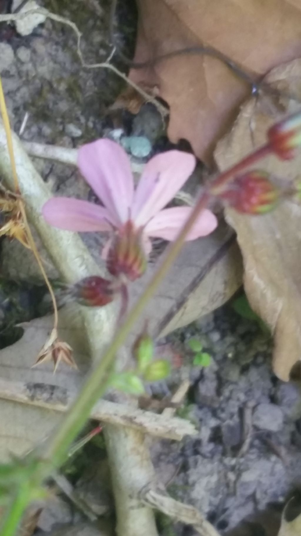 Geranium robertianum (Geraniaceae)