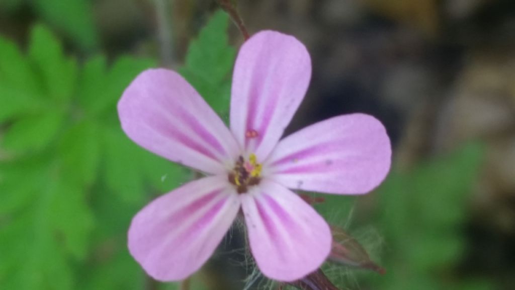 Geranium robertianum (Geraniaceae)