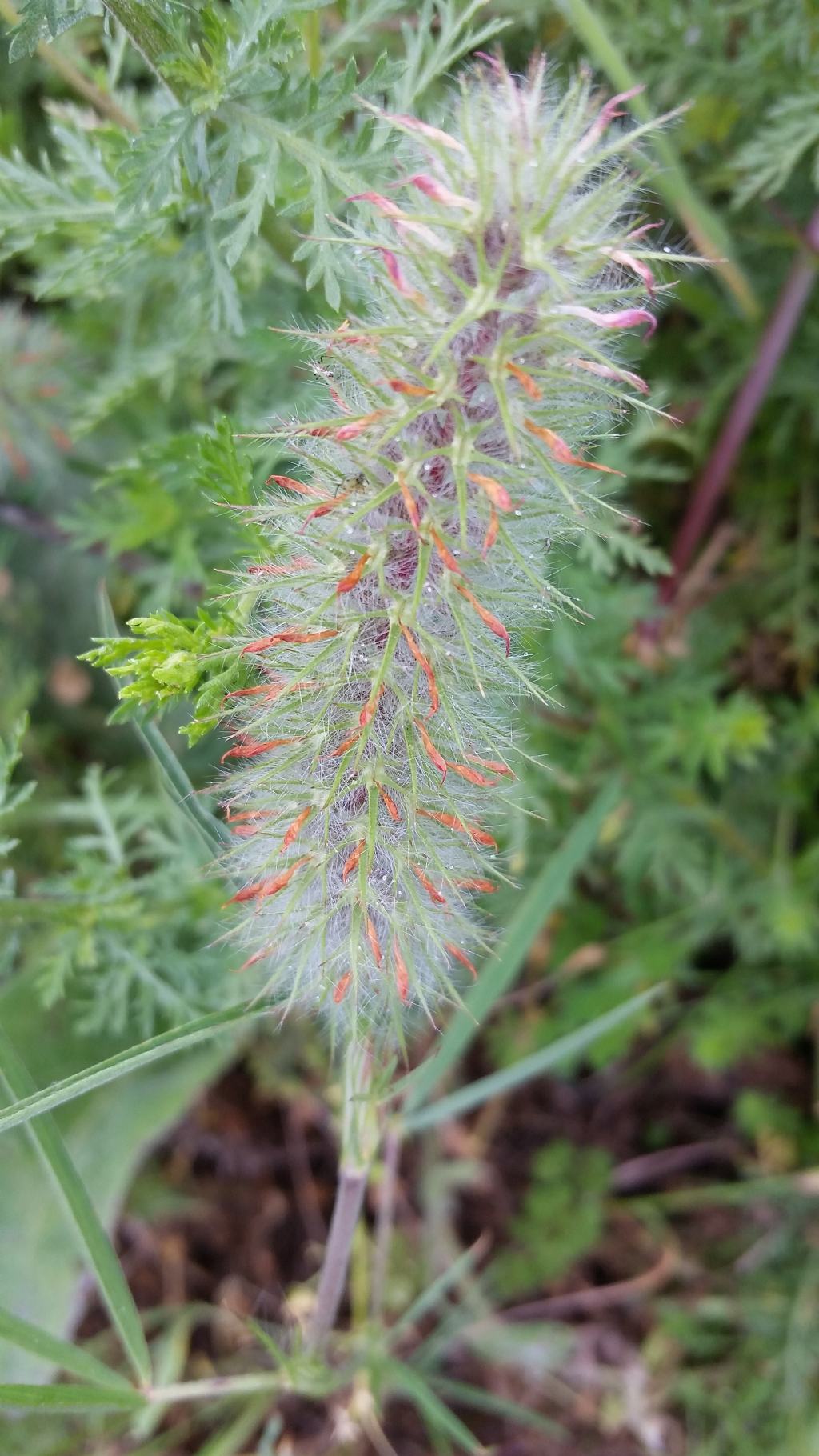 Trifolium angustifolium (Fabaceae)