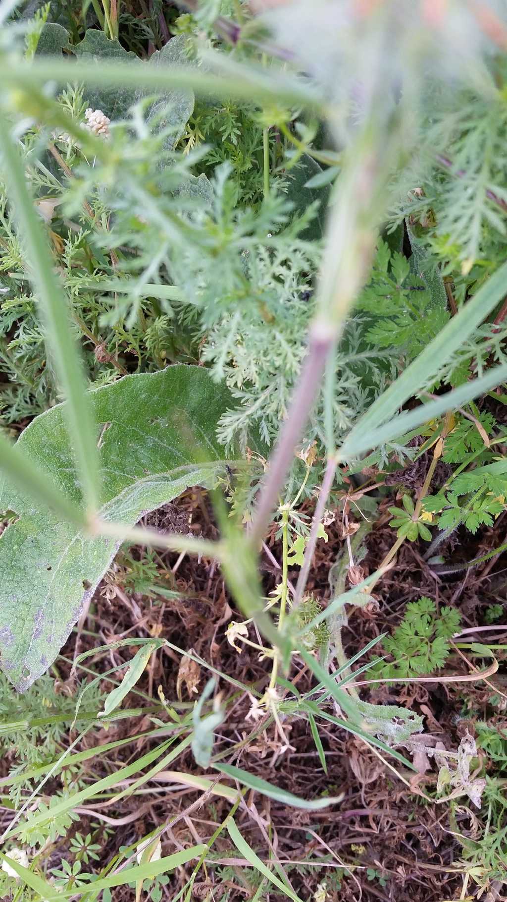 Trifolium angustifolium (Fabaceae)