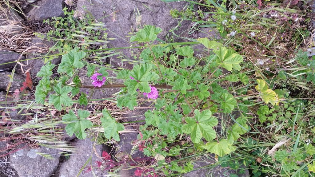 Malva molto alta?  Malva sylvestris