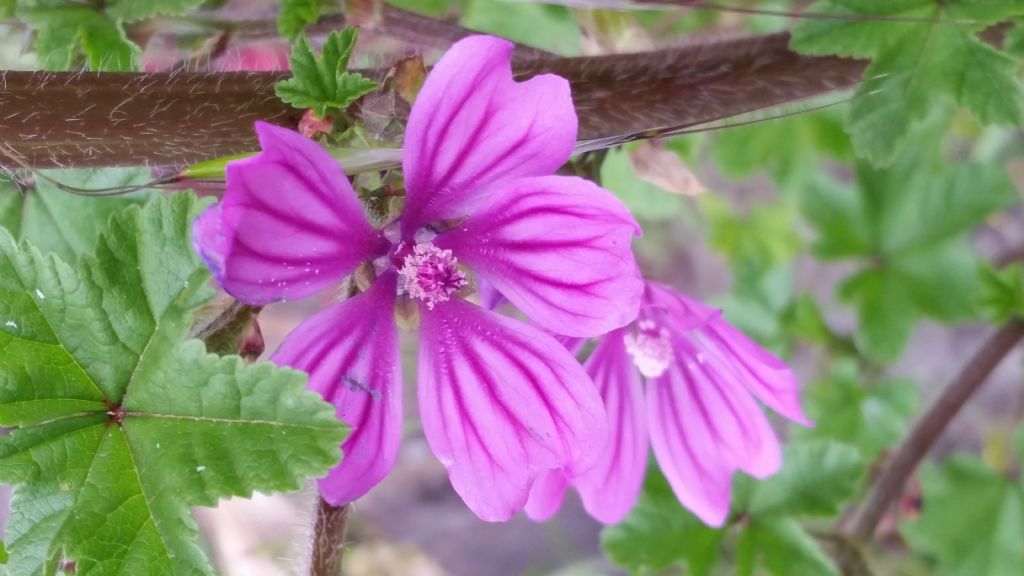 Malva molto alta?  Malva sylvestris