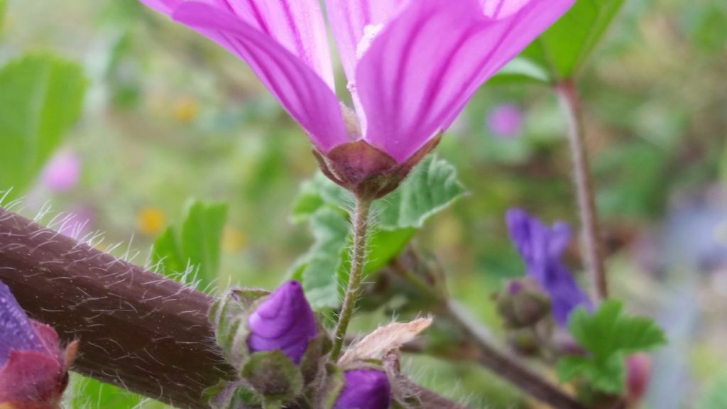 Malva molto alta?  Malva sylvestris