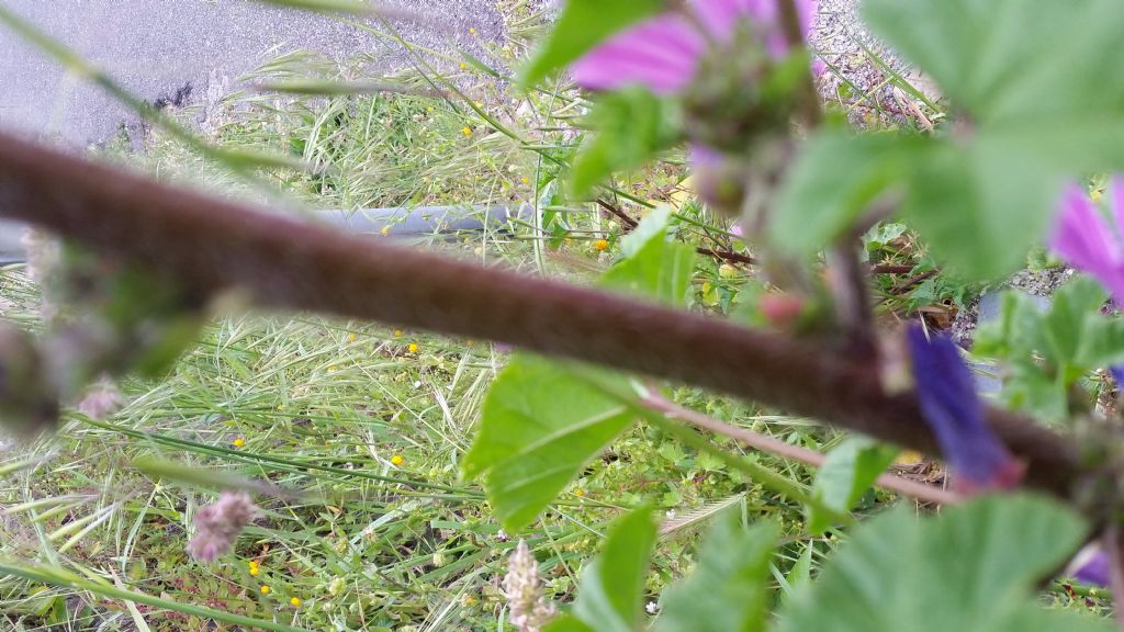 Malva molto alta?  Malva sylvestris