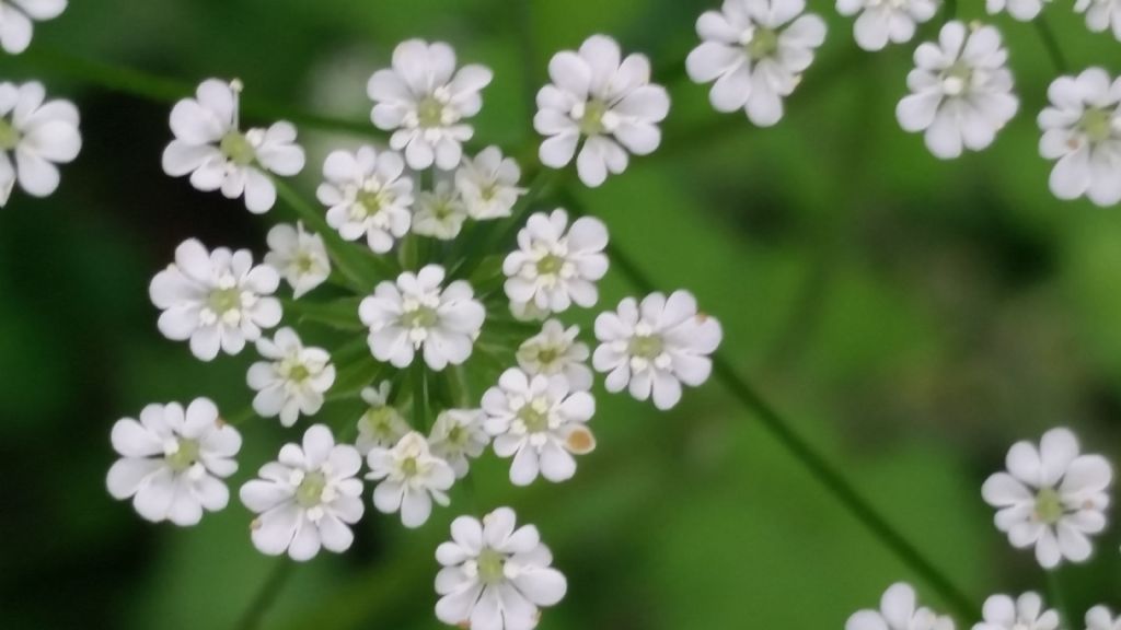 Chaerophyllum temulum