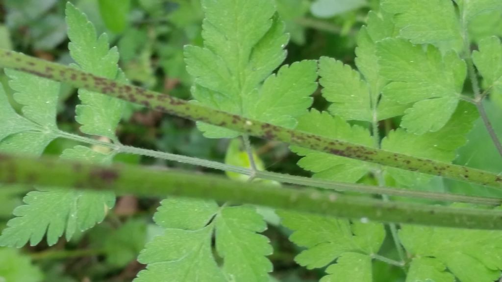 Chaerophyllum temulum