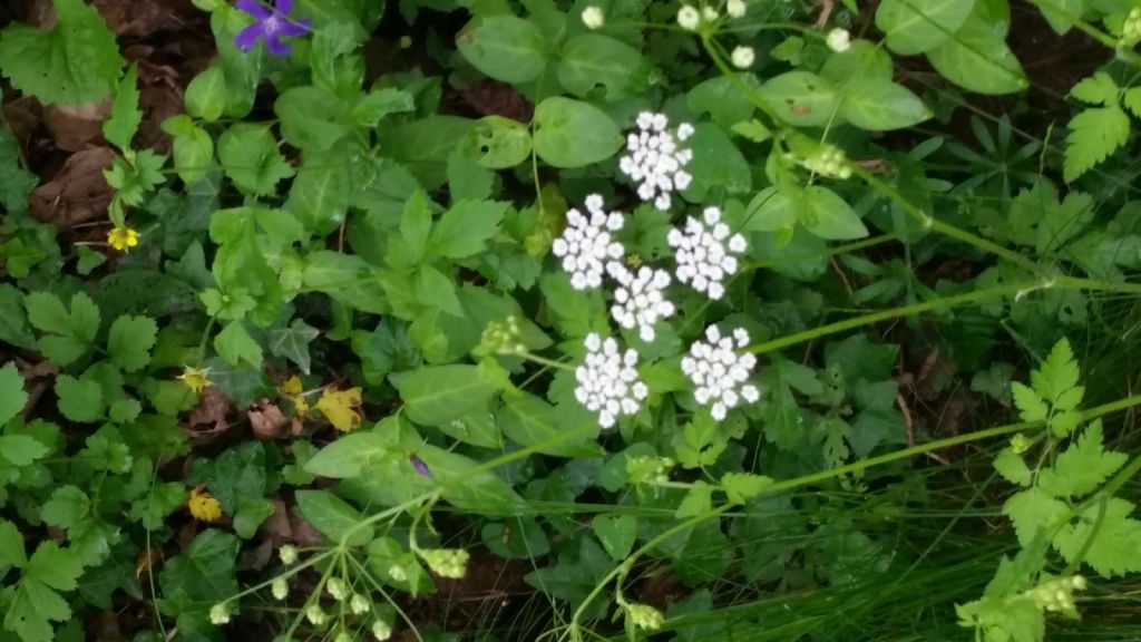 Chaerophyllum temulum