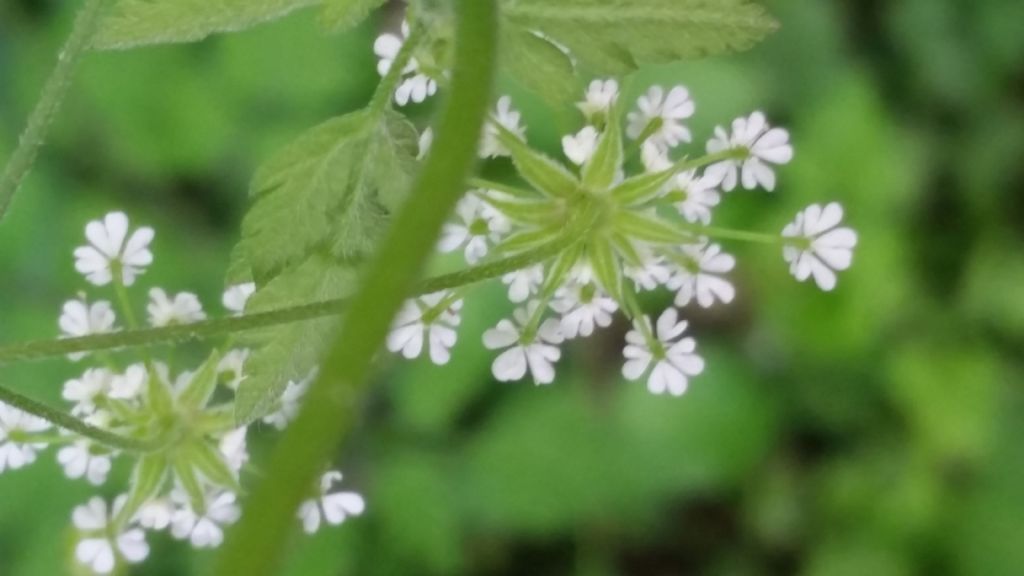 Chaerophyllum temulum