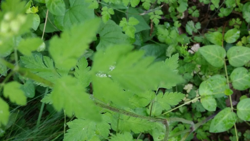 Chaerophyllum temulum