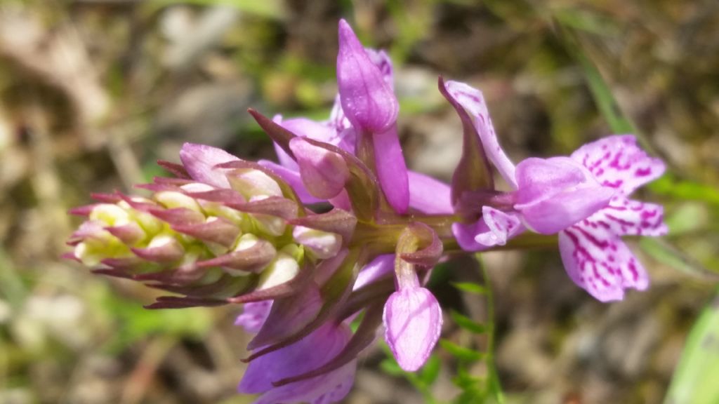 Dactylorhiza maculata subsp. fuchsii