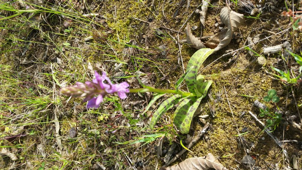 Dactylorhiza maculata subsp. fuchsii