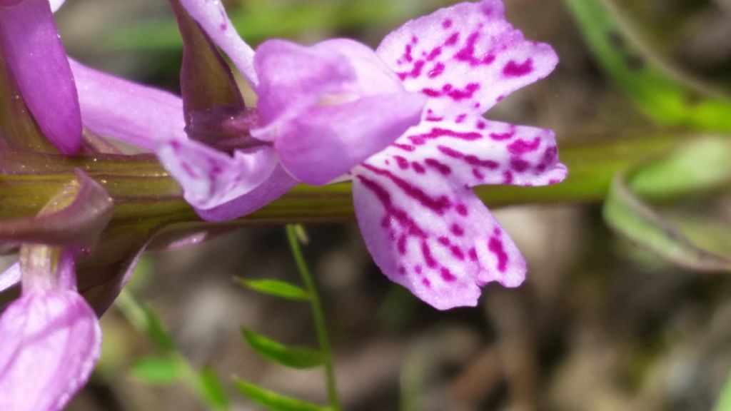 Dactylorhiza maculata subsp. fuchsii