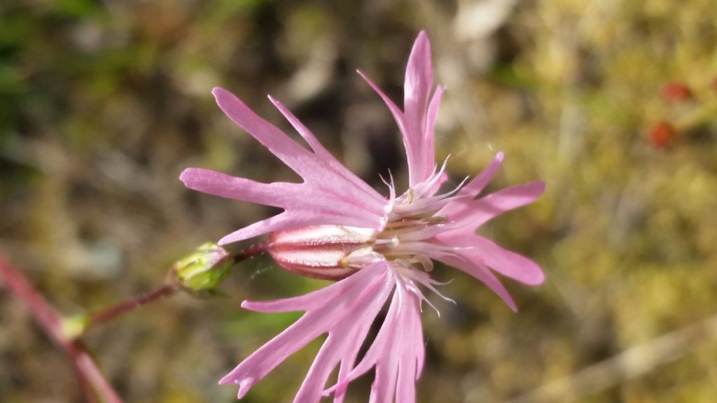 Silene flos-cuculi