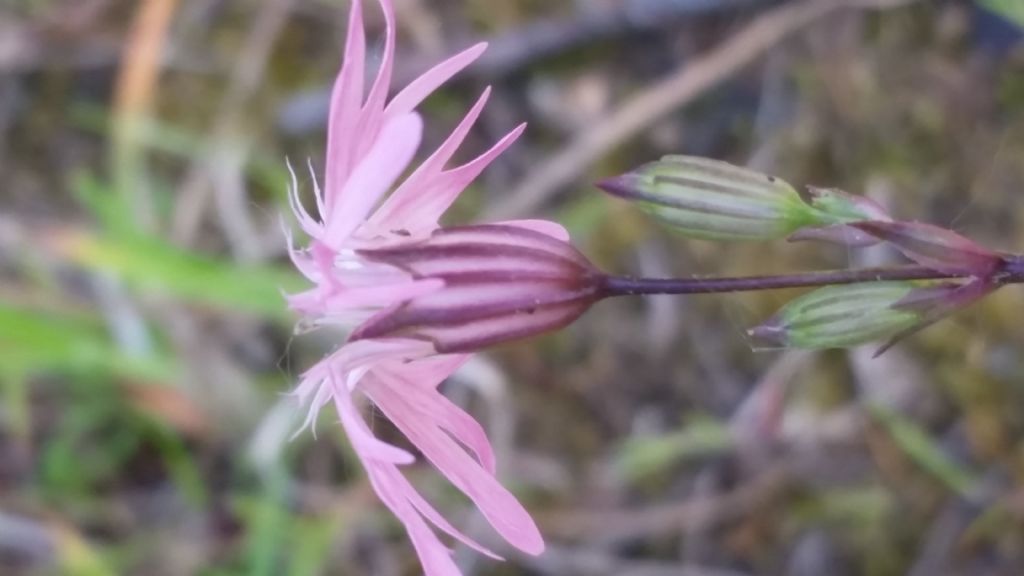 Silene flos-cuculi